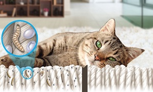 เจ้าหมัดตัวร้าย กำจัดยังไงดีนะ